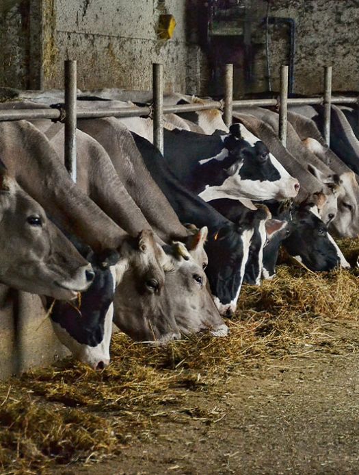 Eliminazione odori in stalle e allevamenti